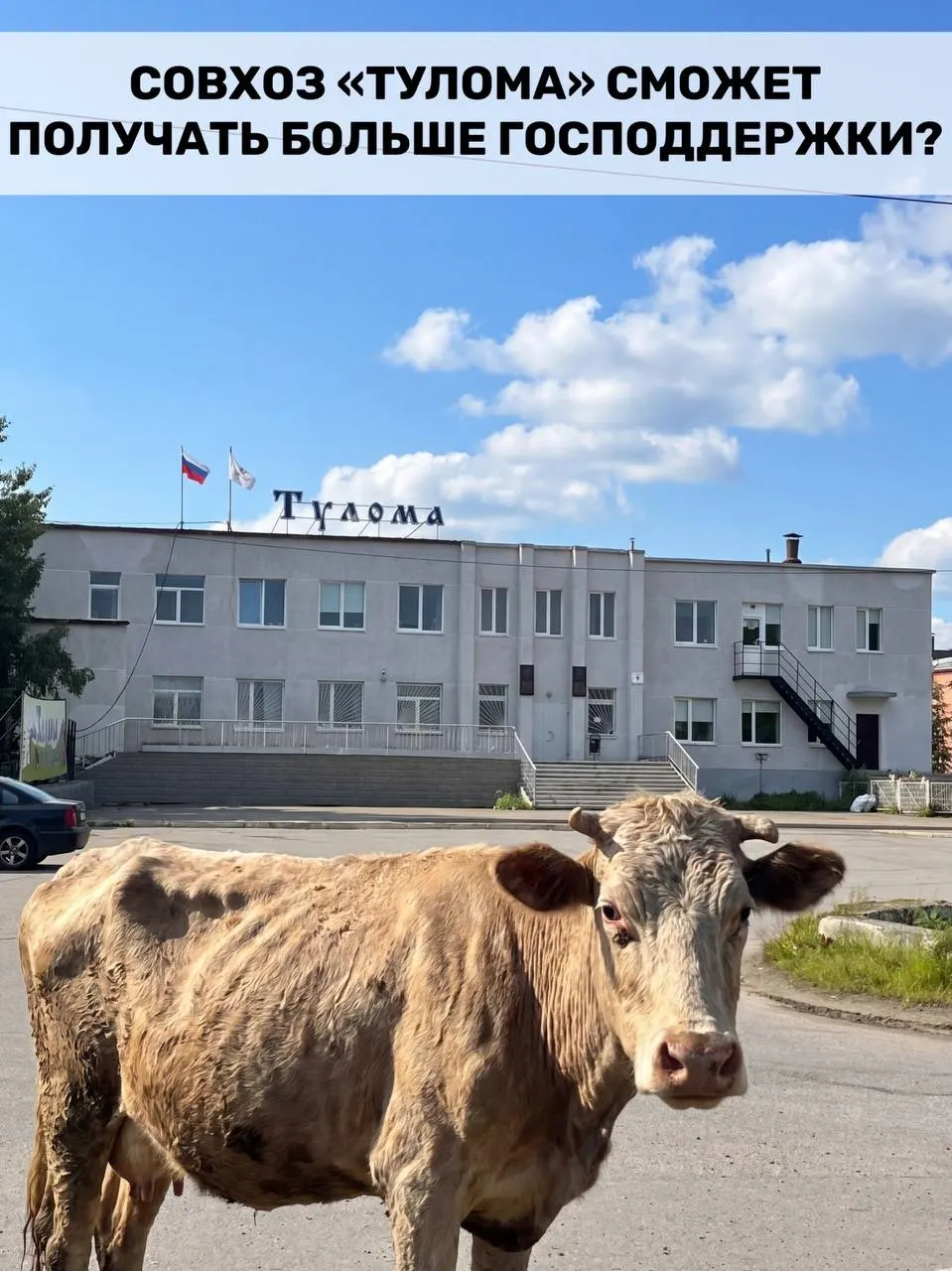 Правила получения субсидий для молочного животноводства расширили: теперь поддержку смогут получать хозяйства с долей государства или муниципалитета более 25%. Для Мурманской области это важно, но в совхозе «Тулома» сохраняется кризис — нехватка кормов, долги, невыплаты и риск потери поголовья.