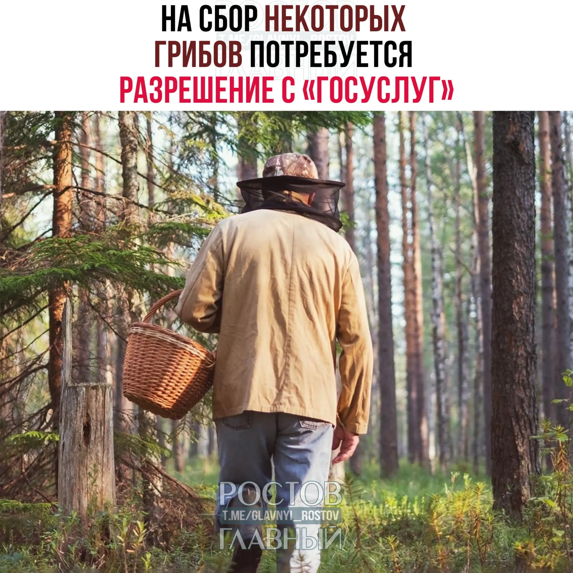 Для сбора некоторых редких видов грибов потребуется оформлять разрешение через портал «Госуслуги». Заявки будут рассматривать до 15 дней; сбор краснокнижных грибов без пропуска может повлечь уголовную ответственность.