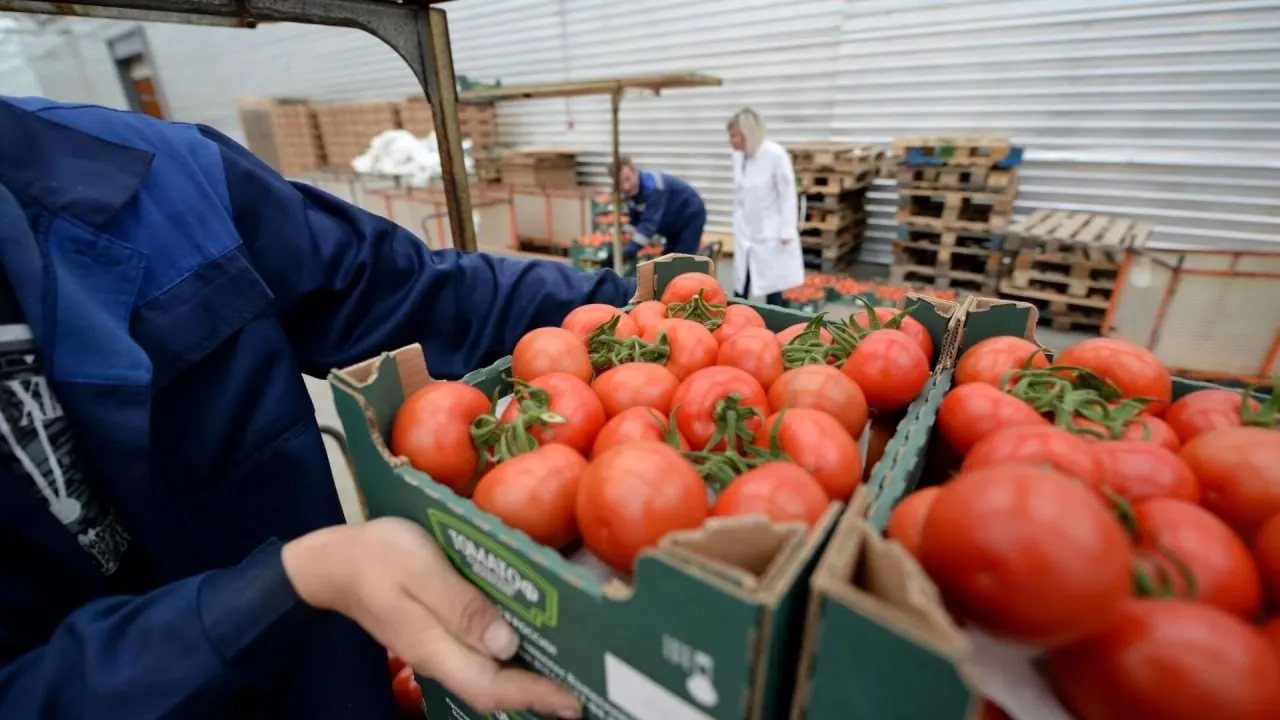 С 12 июня временно запрещён ввоз и транзит подкарантинной продукции из Армении — ограничения объясняют систематическими выявлениями карантинных объектов.