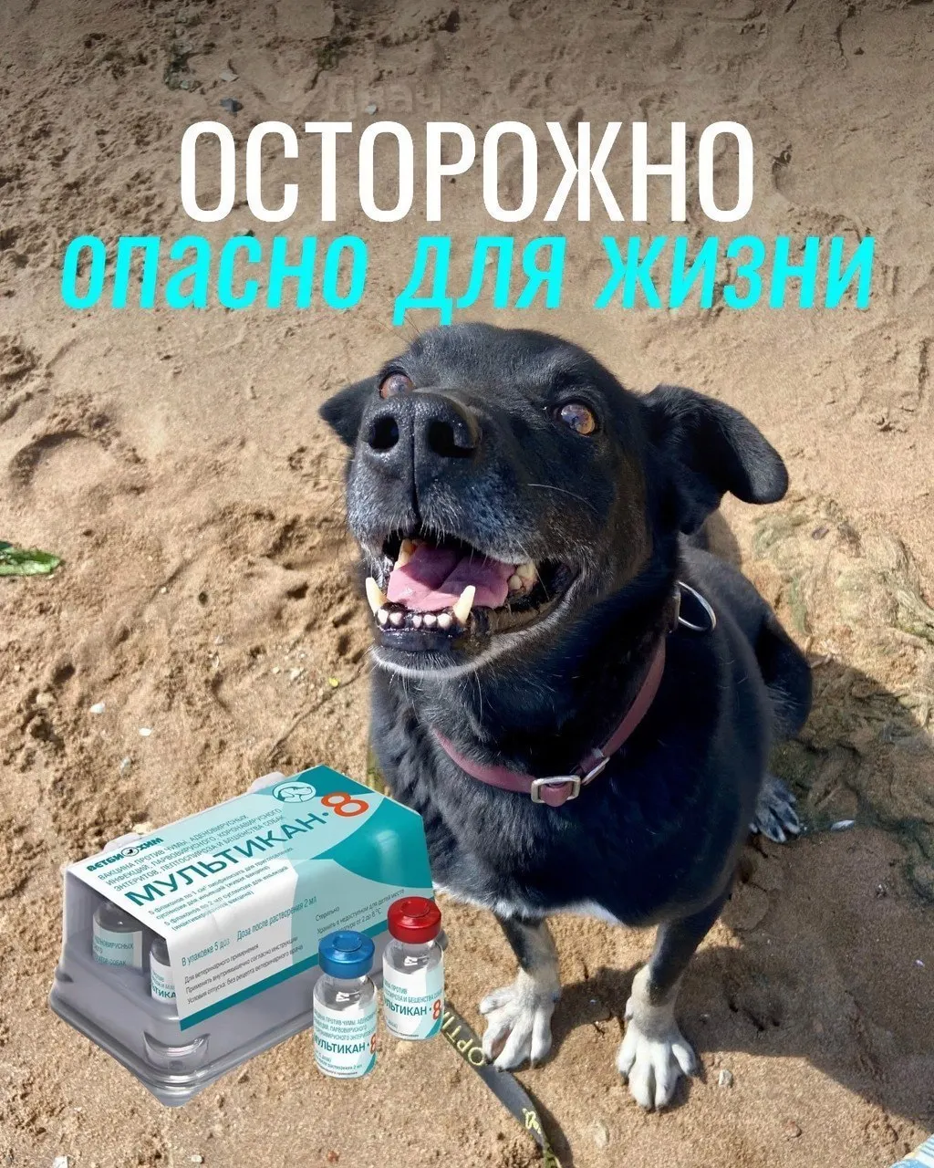 После вакцинации у некоторых животных возникали судороги, кровавая рвота, высокая температура и отёки; часть собак погибла, некоторых пришлось усыпить. Партию вакцины изъяли для проверки, доказательств причин пока нет.